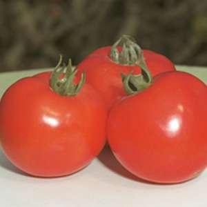 Полфаст F1 - насіння томату детермінантного, 1000шт, Bejo (Бейо), Голландія фото, цiна